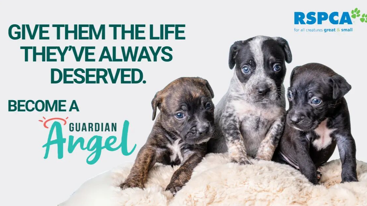 Vir's Birthday Wish: Become an RSPCA Guardian Angel for Dogs campaign photo, 1 of 5