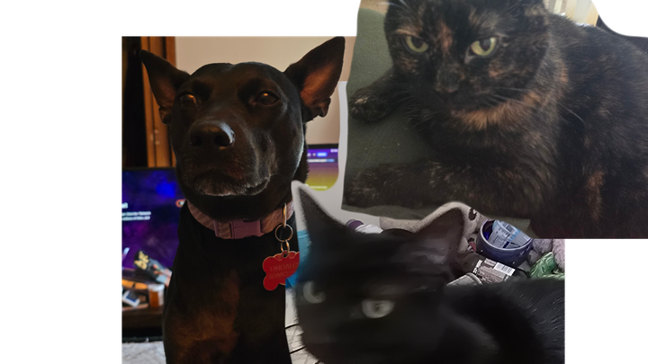 Help Jessica and Pets Relocate to Safety campaign photo, 1 of 8