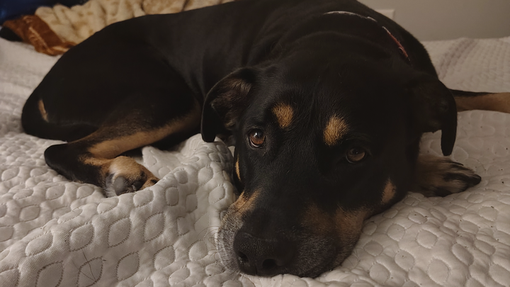 Help Pongo Walk Again: Surgery Fund Needed campaign photo, 1 of 5