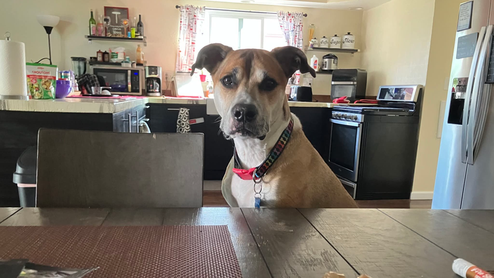 Please help if you can for Apollo's ACL surgery campaign photo, 1 of 3