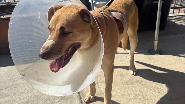 Help This Gentle Dog Heal from Severe Wounds campaign photo, 1 of 3