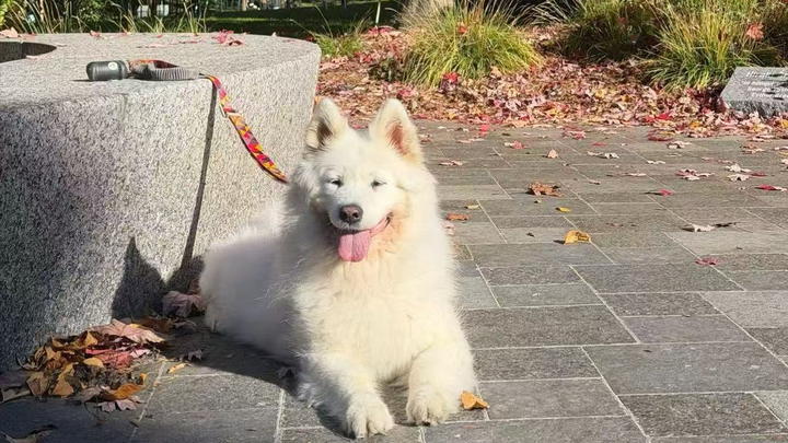 Help Whitey fight Cancer and Live the Life She Deserves!!! campaign photo, 1 of 8