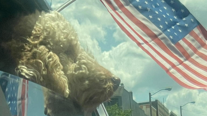 Christmas Miracle for Fozzie the Service Dog campaign photo, 1 of 8