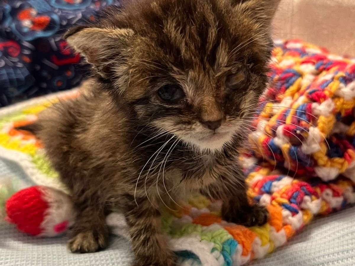 Help Sunshine - 3 week old kitten dumped in extreme heat! campaign photo, 1 of 6