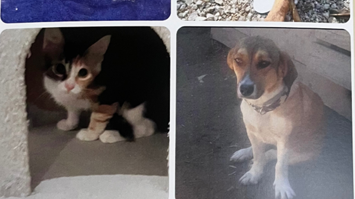 Friends of Animals Aid-Looking for 500 Animal Lover campaign photo, 1 of 4