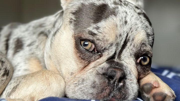 Support Cherry and Olive's Emergency Care