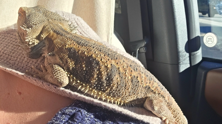 Ragnar the Rescued Bearded Dragon Needs Life-Saving Surgery campaign photo, 1 of 3