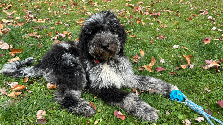 Aidez moi à sauver la vision de mon bébé chien Blue campaign photo, 1 of 7