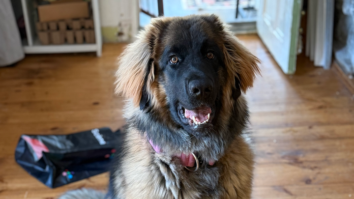 Bridget, notre magnifique leonberg ❤️ campaign photo, 1 of 7