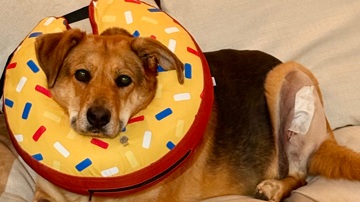 Help Boxie Fight Lymphoma with Love campaign photo, 1 of 5