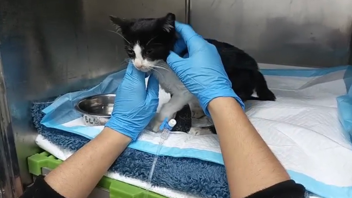 Please help 6-week old Lilli survive Panleukopenia campaign photo, 1 of 8