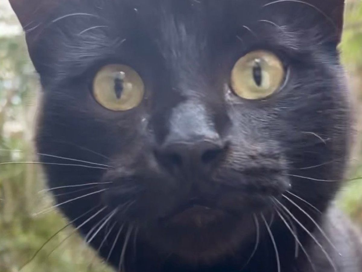 Help Us Save Miuw: A Gentle Black Cat Who Has Nowhere Else t campaign photo, 1 of 6