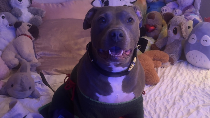 Help Ivy Get the Vet Care She Needs campaign photo, 1 of 8
