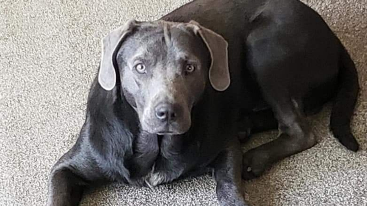 Fundraiser by Jessica Hedden : Help Our Good Boy Rosco Get Better!!