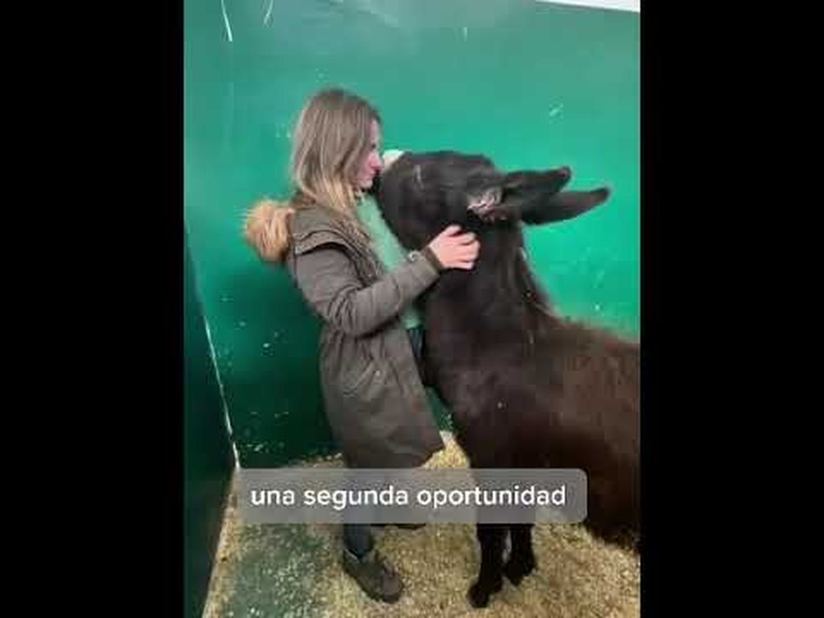 Imagen principal de la recaudación de fondos