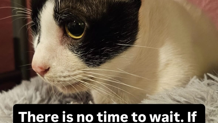 Help Harvey, the tripawed rescue cat, get emergency surgery campaign photo, 1 of 8