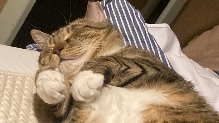 Help Greg the Cat (and his parents) Recover from His Surgery campaign photo, 1 of 6