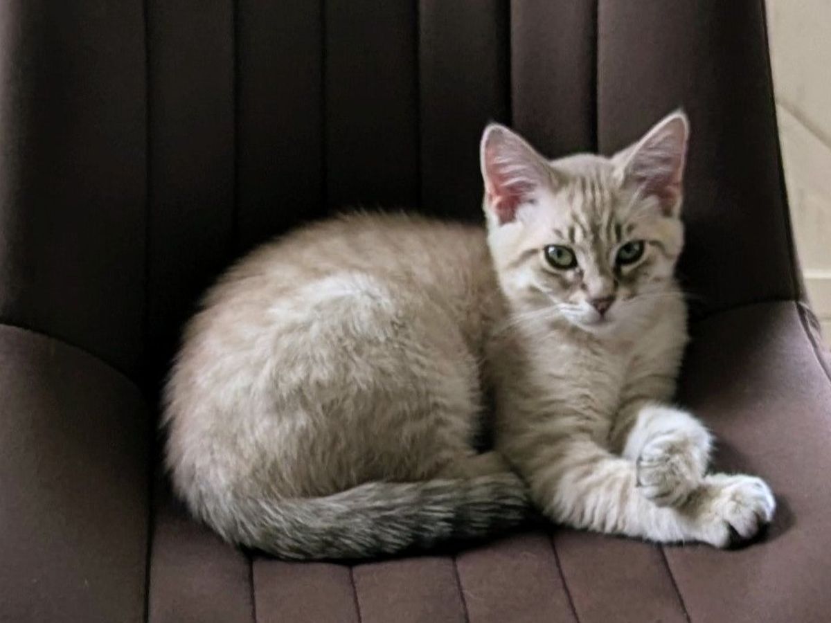 Cat Stabbing campaign photo, 1 of 5