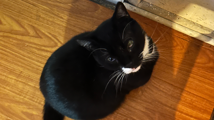 Help Socks Get Emergency Medical Care campaign photo, 1 of 8