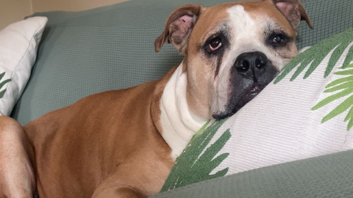 Please Help me save Lucci campaign photo, 1 of 8