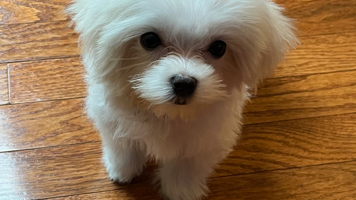 Help Bear the Maltese Puppy Heal campaign photo, 1 of 5