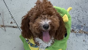 Duyen & Elton the Mini Poodle