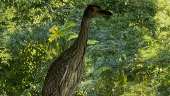 Help Document Wichita’s Yellow-Crowned Night Herons campaign photo, 1 of 3