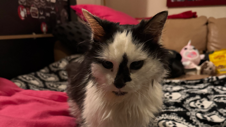 Queen Pusscat campaign photo, 1 of 3