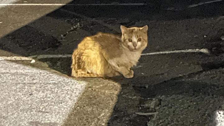 HELP DUMPED STREET CAT RECOVER campaign photo, 1 of 5
