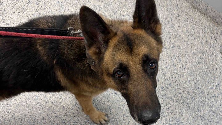 Support Bear's Care as He Waits for a Loving Home campaign photo, 1 of 7