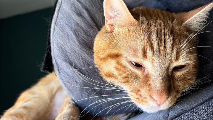 Please help us! Help my baby cat campaign photo, 1 of 7