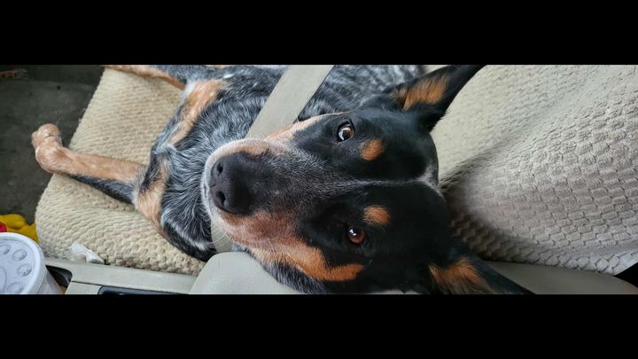 Save Siri: Fund Her Life-Saving Surgery campaign photo, 1 of 8