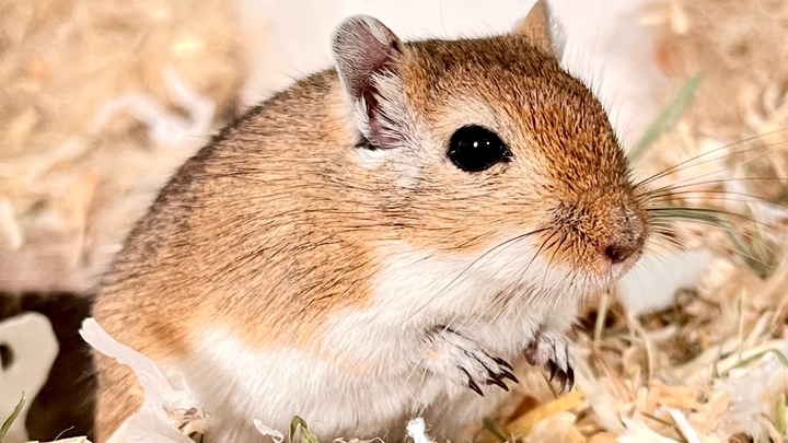 Unterstütze die kleine Jinkx-Maus campaign photo, 1 of 7