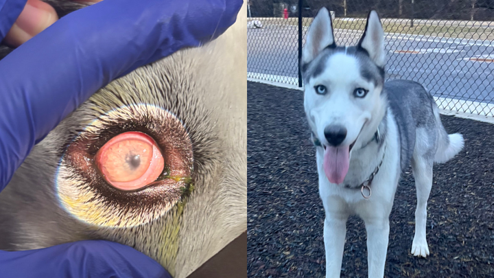 Help Lucky With His Eye Surgery campaign photo, 1 of 8