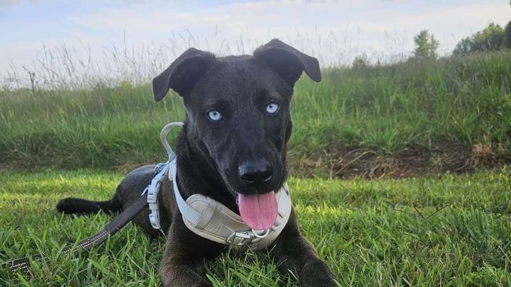 Help Blue Get His Leg Surgery campaign photo, 1 of 8