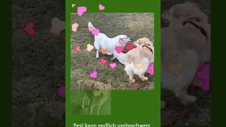 Hilfe für Hunde aus der Tötung Ovidiu Rumänien video thumbnail, 1 of 8