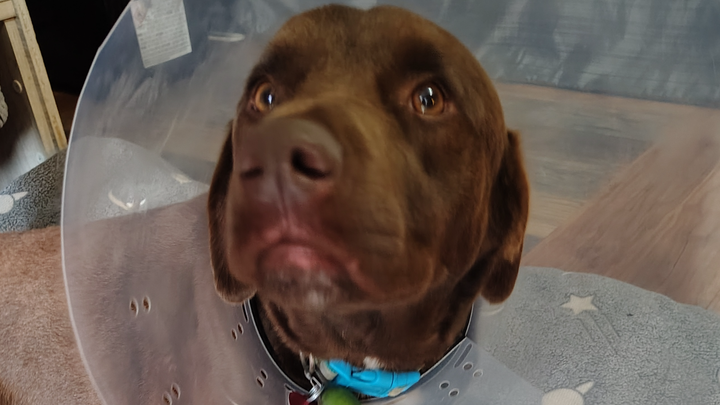 Help Axel Recover from Coyote Attack campaign photo, 1 of 8