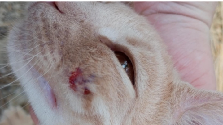 Kitten run over in Rhodes campaign photo, 1 of 6