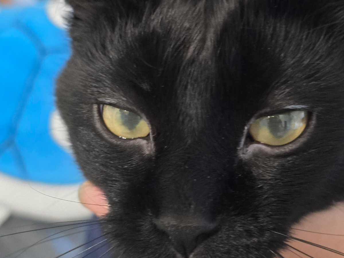 Fundraiser by Kenneth Brown : Help Kenneth's Cat Fight FIP