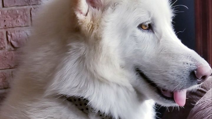 For the love of Winter: Life saving surgery needed! campaign photo, 1 of 4