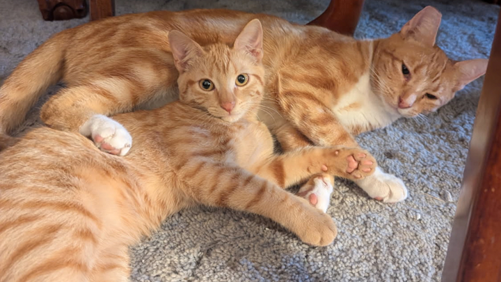Support 2 brain cells: Pixie and Cheese have vet expenses campaign photo, 1 of 5