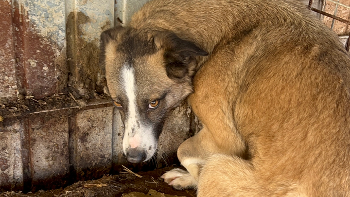 The roof over the Safe Rescue dogs heads appeal! campaign photo, 1 of 6
