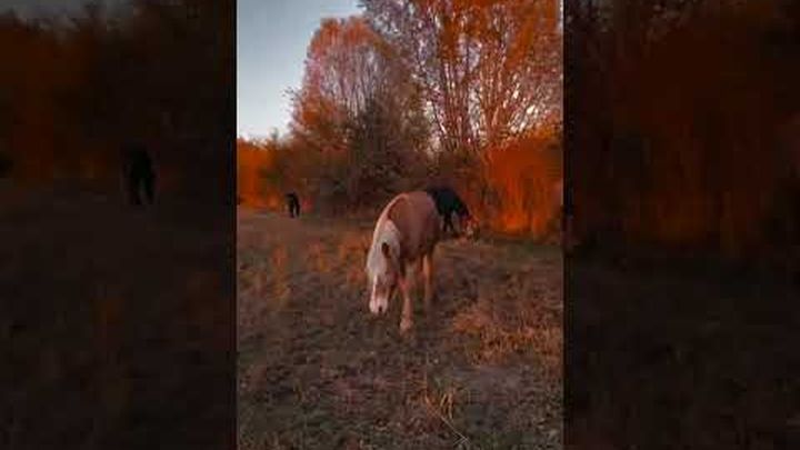 Aiutaci a costruire una nuova casa per i nostri cavalli! video thumbnail, 1 of 8