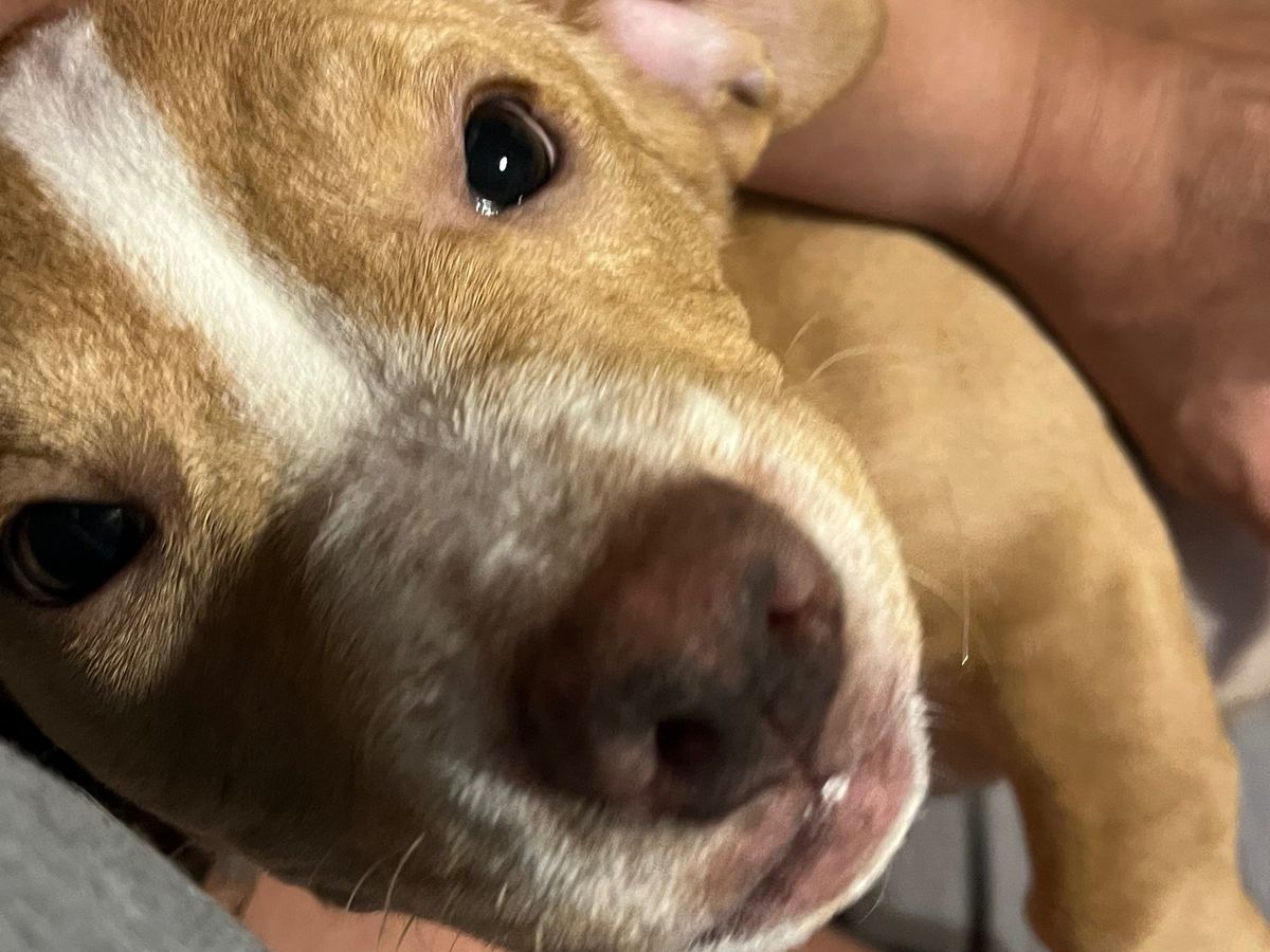 Help Rhea Get Life-Saving Surgery campaign photo, 1 of 3