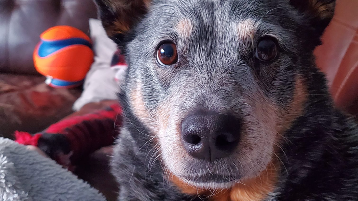 Help us give Zero the gift of time! campaign photo, 1 of 3