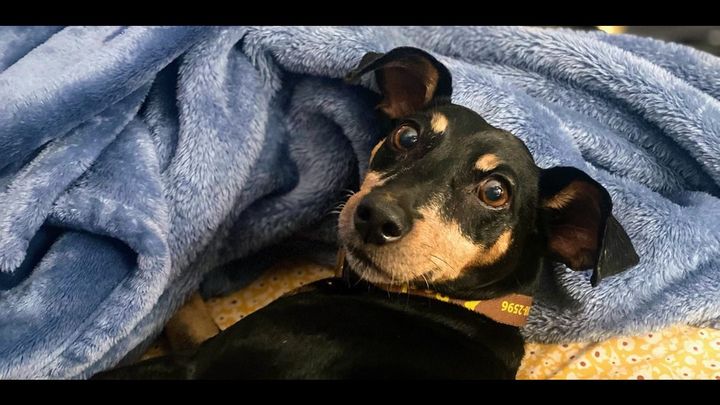 Help Rocky, My Mom’s Support Dog, Get Well campaign photo, 1 of 6