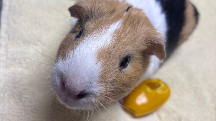Help Butter Beat Cancer: Surgery Needed campaign photo, 1 of 7