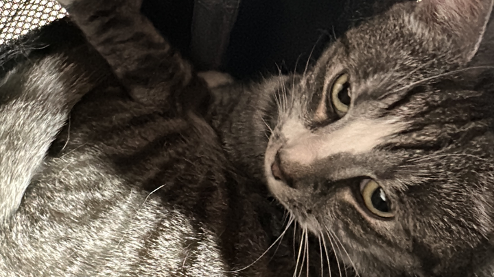 Hilfe für meinen kleinen Jack - unerwartete Tierarztkosten campaign photo, 1 of 7