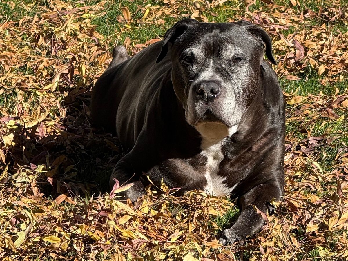Fundraiser by blayne brook : Help Kane Fight Lymphoma Cancer