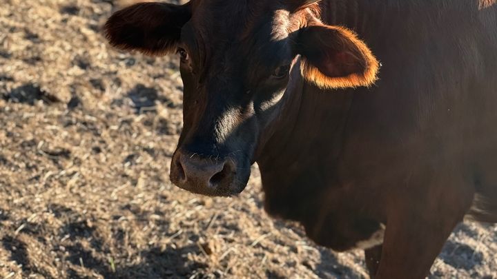 Fundraiser by Gabriel Foley : Help Rescue Two Innocent Cows from